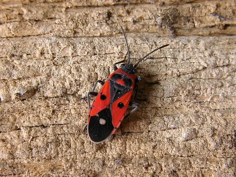 Lygaeidae: Melanocoryphus albomaculatus